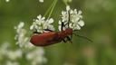 Rødhovedet kardinalbille - Pyrochroa serraticornis