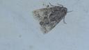 Poppelugle - Acronicta megacephala
