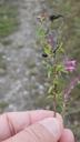 Mark-rødtop - Odontites vernus