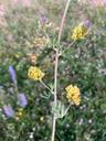 Sand-lucerne - Medicago sativa subsp. ×varia