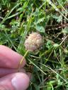 Jordbær-kløver - Trifolium fragiferum
