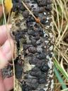 Foranderlig kulbær - Jackrogersella multiformis