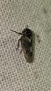 Birkecikade - Oncopsis flavicollis