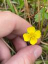 Liggende potentil - Potentilla anglica