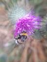 Lys jordhumle - Bombus lucorum