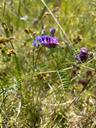 Muse-vikke - Vicia cracca