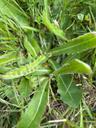Almindelig kongepen - Hypochaeris radicata