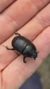Markskarnbasse - Geotrupes spiniger