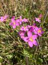 Strand-tusindgylden - Centaurium littorale