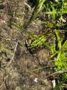 Grøn frø - Pelophylax esculentus