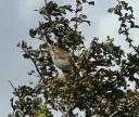 Bomlærke - Emberiza calandra