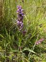 Maj-gøgeurt - Dactylorhiza majalis