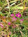 Mark-tusindgylden - Centaurium erythraea
