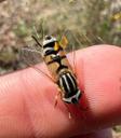Trebåndet sumpsvirreflue - Helophilus trivittatus