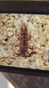 Mønstret pragtspringhale - Orchesella villosa