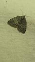 Elle-bladmåler - Hydriomena impluviata