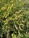 Radise - Raphanus sativus