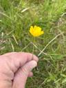 Bidende ranunkel - Ranunculus acris
