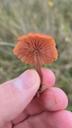 Rød ametysthat - Laccaria laccata