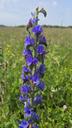 Slangehoved - Echium vulgare