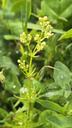 Hvid snerre - Galium mollugo