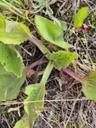 Glat vejbred - Plantago major