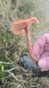 Rød ametysthat - Laccaria laccata