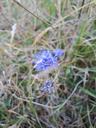 Blåmunke - Jasione montana