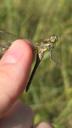 Almindelig hedelibel - Sympetrum vulgatum