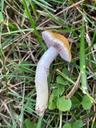 Ager-bredblad - Stropharia coronilla