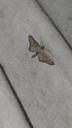 Kystdværgmåler - Eupithecia subumbrata