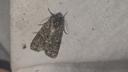 Syreugle - Acronicta rumicis