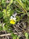 Ager-stedmoderblomst - Viola arvensis