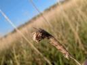 Sivhjulspinder - Larinioides cornutus