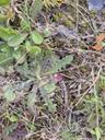 Almindelig kongepen - Hypochaeris radicata