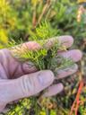 Strand-kamille - Tripleurospermum maritimum