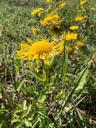 Soløje-alant - Inula britannica