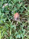 Kvadratedderkop - Araneus quadratus
