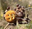 Kvadratedderkop - Araneus quadratus