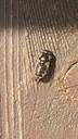 Brakvands-dyndflue - Eristalinus aeneus