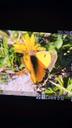 Orange høsommerfugl - Colias croceus
