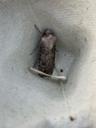 Agerugle - Agrotis segetum