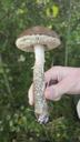 Brun skælrørhat - Leccinum scabrum