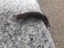 Pantersnegl - Limax maximus