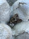 Jordugle - Apamea monoglypha