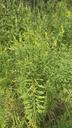 Almindelig torskemund - Linaria vulgaris