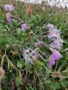 Strand-nellike - Dianthus superbus