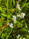 Kær-snerre - Galium palustre