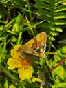 Cikorieugle - Heliothis viriplaca