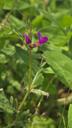 Foder-vikke - Vicia sativa